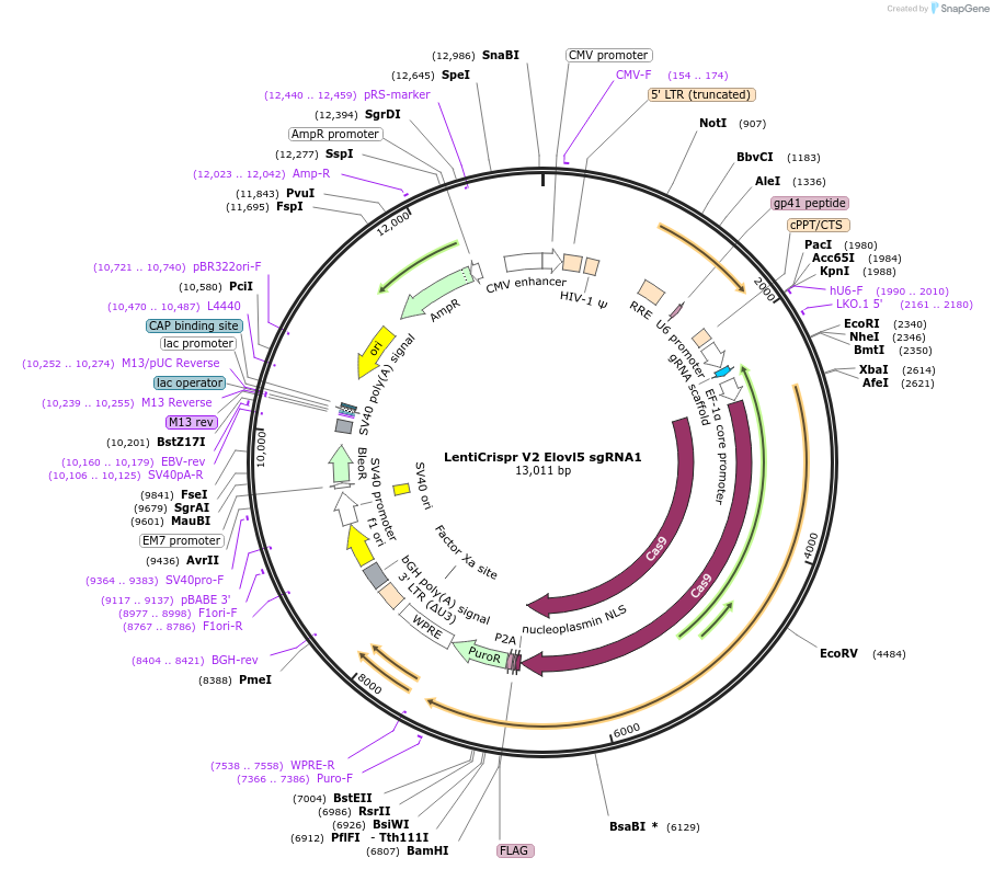 258337-plasmid-map-sequence-id-514841