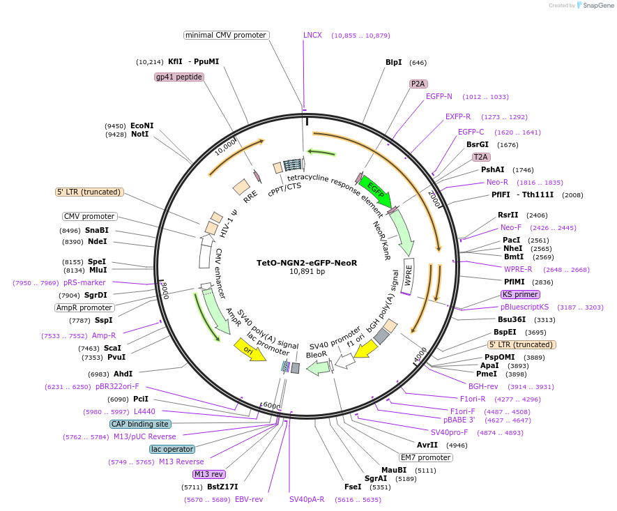 258677-plasmid-map-sequence-id-514847
