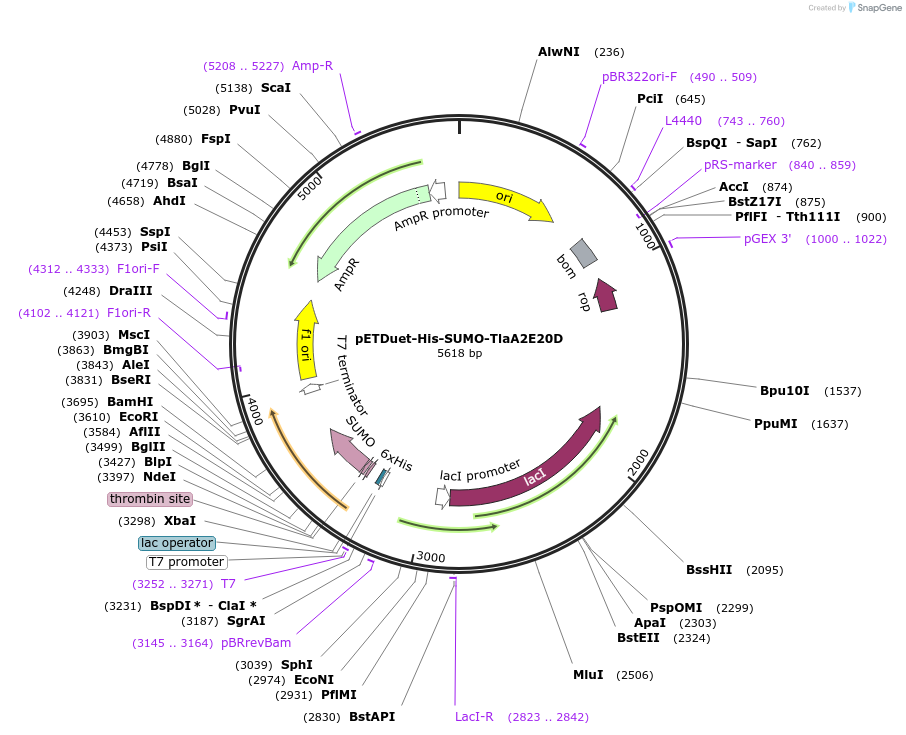 257744-plasmid-map-sequence-id-514850