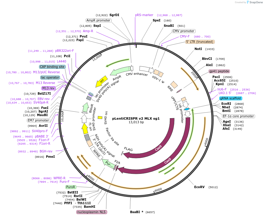 258106-plasmid-map-sequence-id-514852