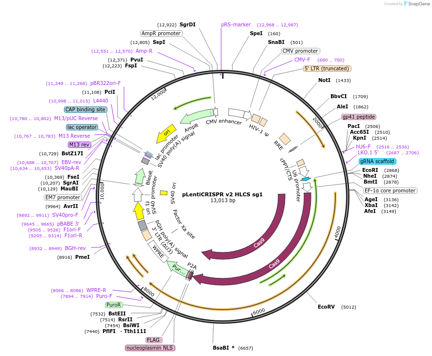 258096-plasmid-map-sequence-id-514855