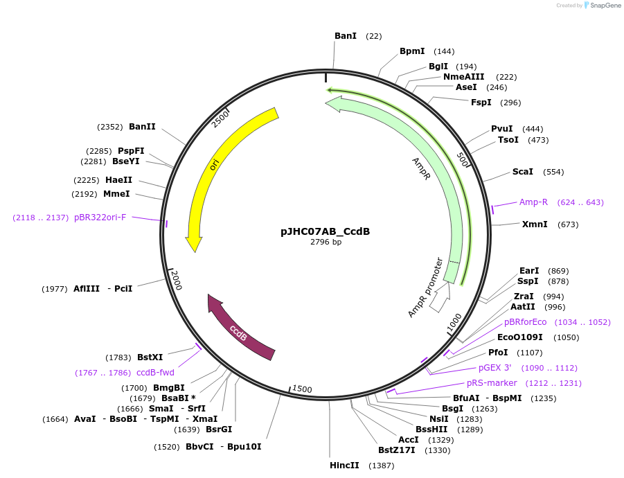 257401-plasmid-map-sequence-id-514858