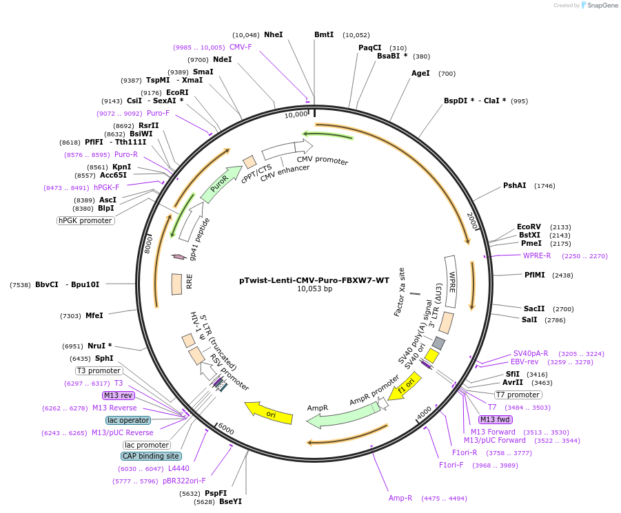 258086-plasmid-map-sequence-id-514866
