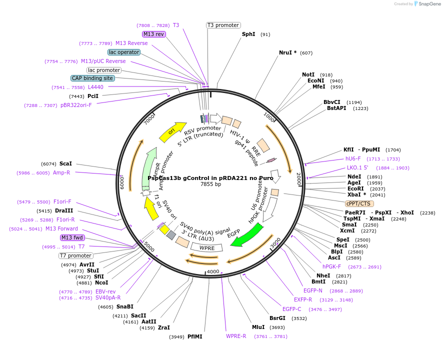 255844-plasmid-map-sequence-id-514872