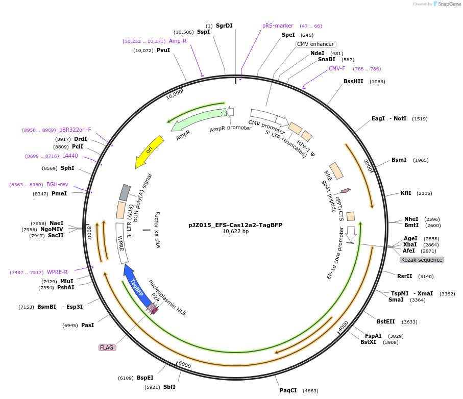 257717-plasmid-map-sequence-id-514875