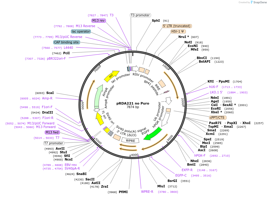 255841-plasmid-map-sequence-id-514882