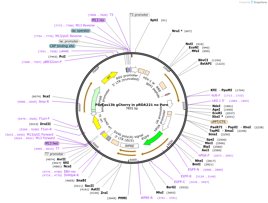 255843-plasmid-map-sequence-id-514883