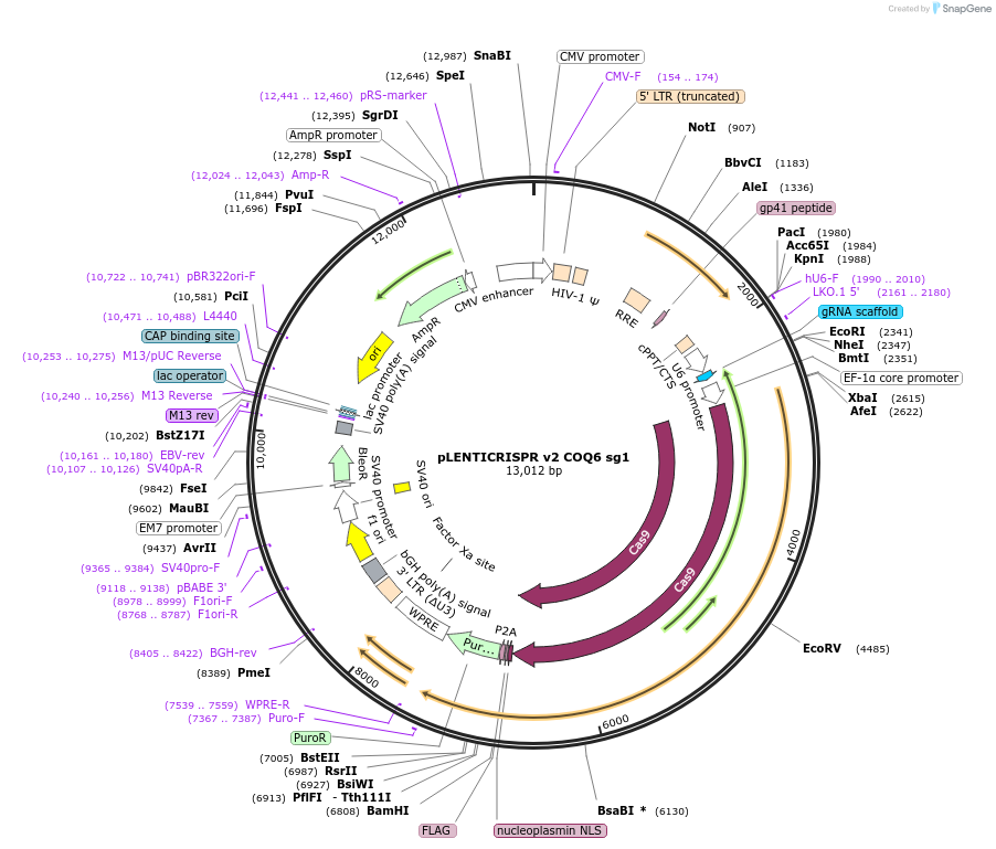 258061-plasmid-map-sequence-id-514884