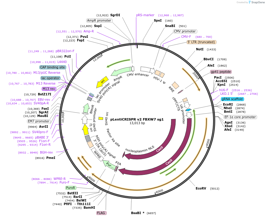 258100-plasmid-map-sequence-id-514887