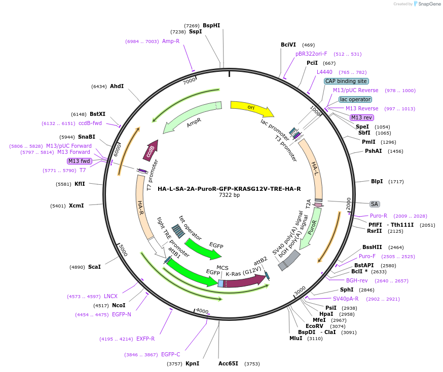 258167-plasmid-map-sequence-id-514890