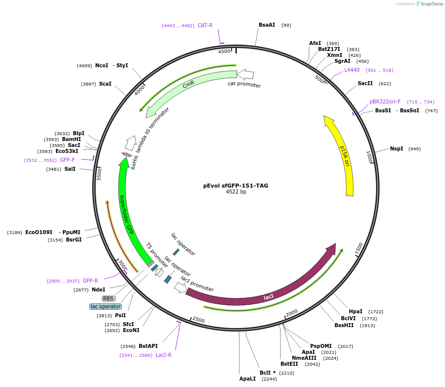 253741-plasmid-map-sequence-id-514892