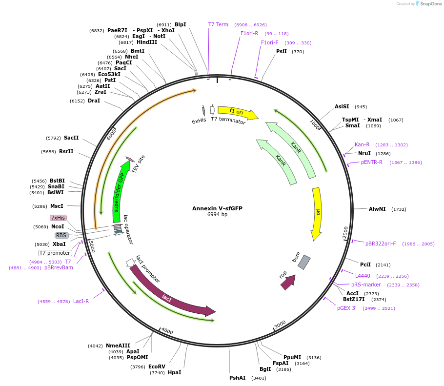 257992-plasmid-map-sequence-id-514895