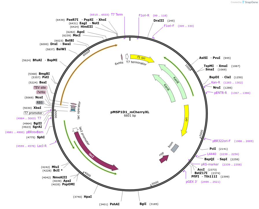 257991-plasmid-map-sequence-id-514896