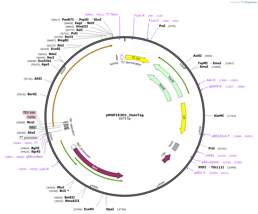 257990-plasmid-map-sequence-id-514897