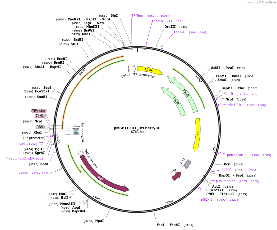 257989-plasmid-map-sequence-id-514898