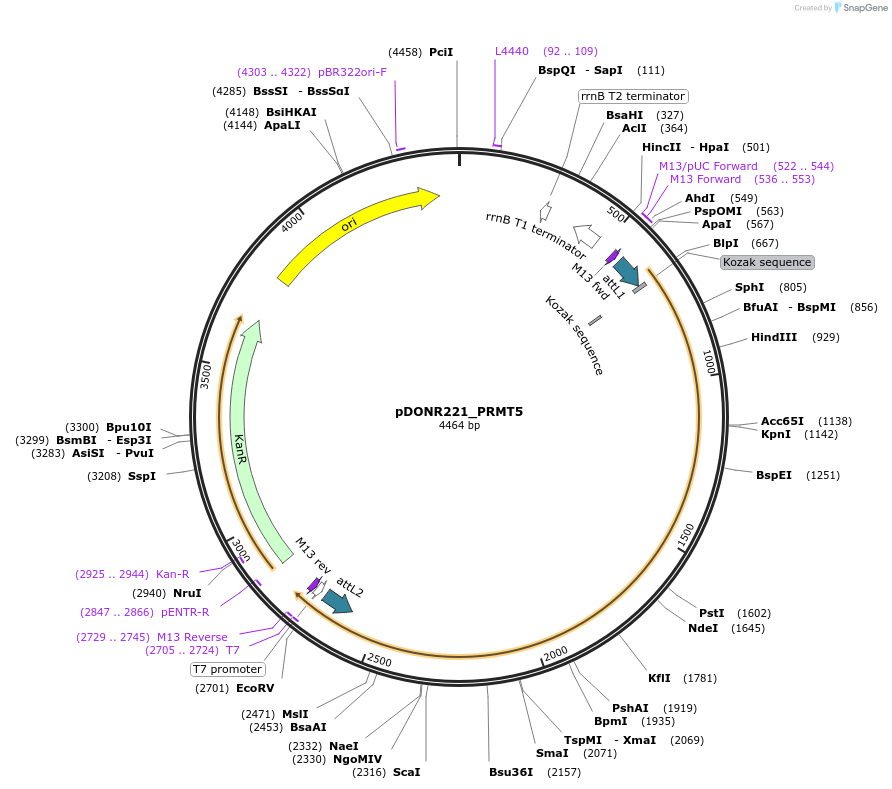258273-plasmid-map-sequence-id-514900