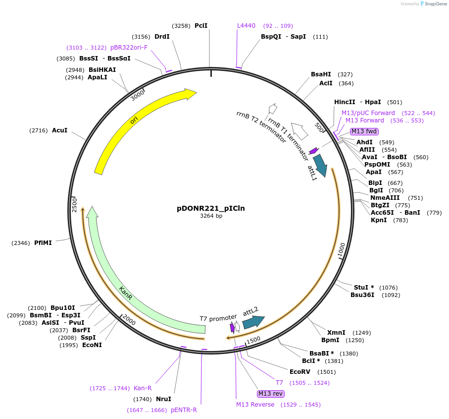 258284-plasmid-map-sequence-id-514906