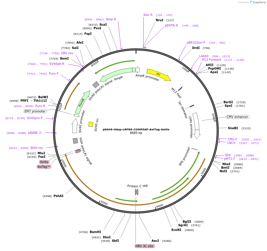 157459-plasmid-map-sequence-id-514910