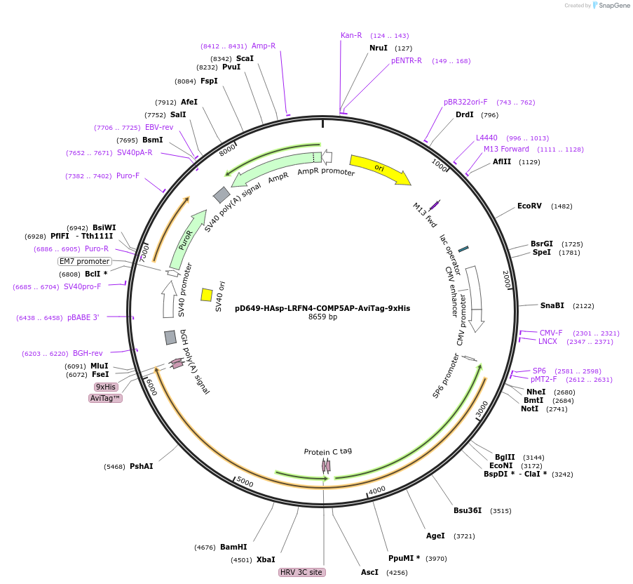 157452-plasmid-map-sequence-id-514911