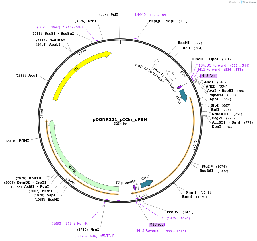 258285-plasmid-map-sequence-id-514914