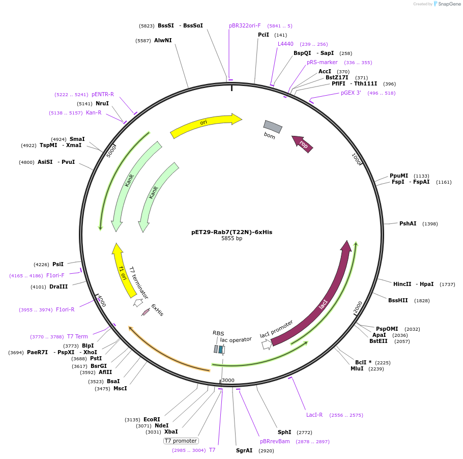 255528-plasmid-map-sequence-id-514919