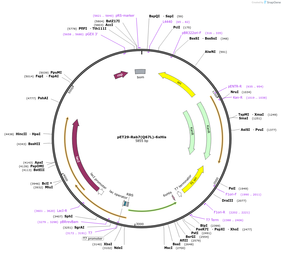 255527-plasmid-map-sequence-id-514920
