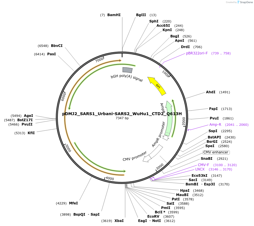 257106-plasmid-map-sequence-id-514921