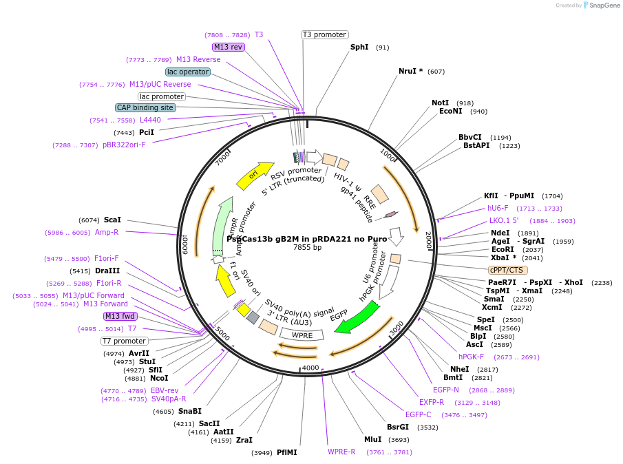 255842-plasmid-map-sequence-id-514956