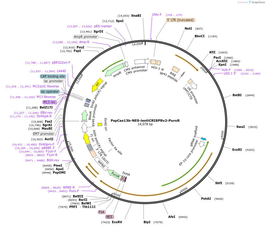 255845-plasmid-map-sequence-id-514973
