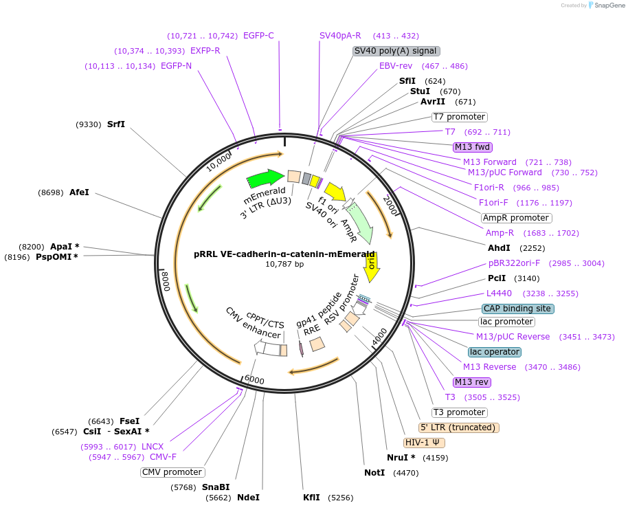 258470-plasmid-map-sequence-id-514975