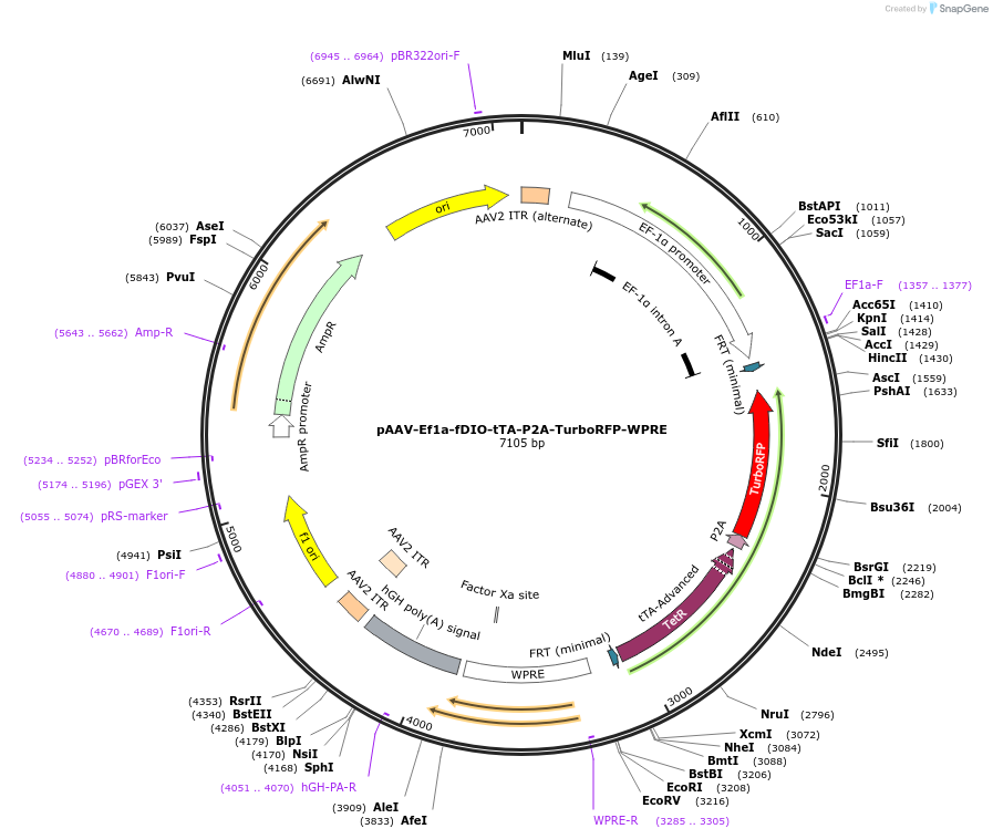 257137-plasmid-map-sequence-id-514985