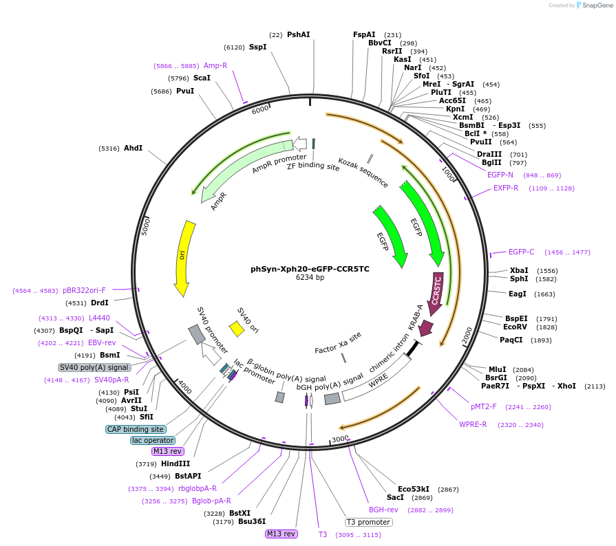 255756-plasmid-map-sequence-id-514992