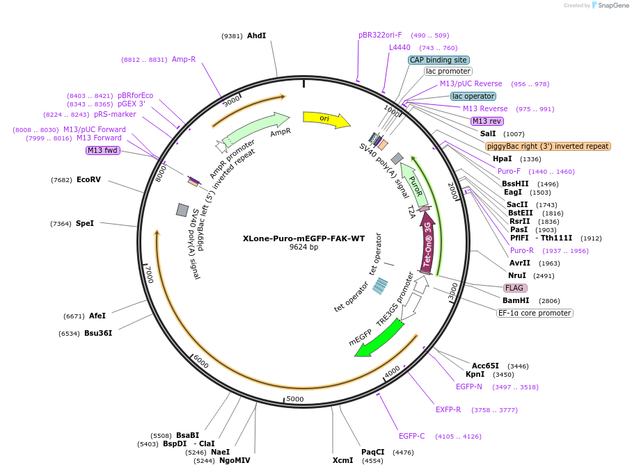 258174-plasmid-map-sequence-id-514995