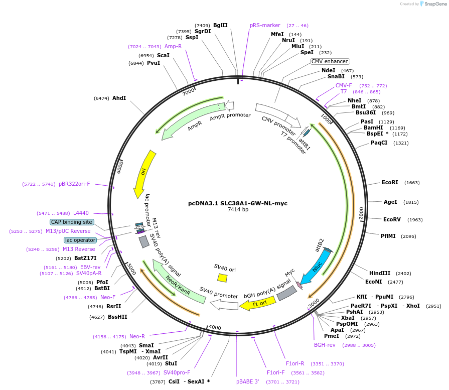 258342-plasmid-map-sequence-id-514999