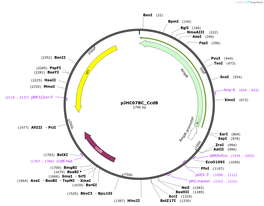 257402-plasmid-map-sequence-id-515049