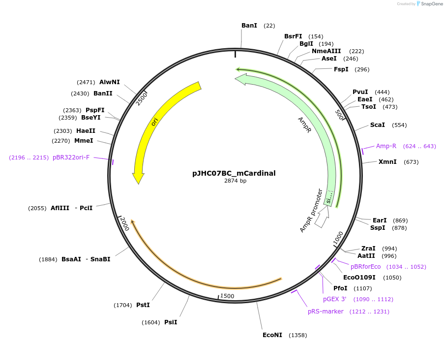 257398-plasmid-map-sequence-id-515051