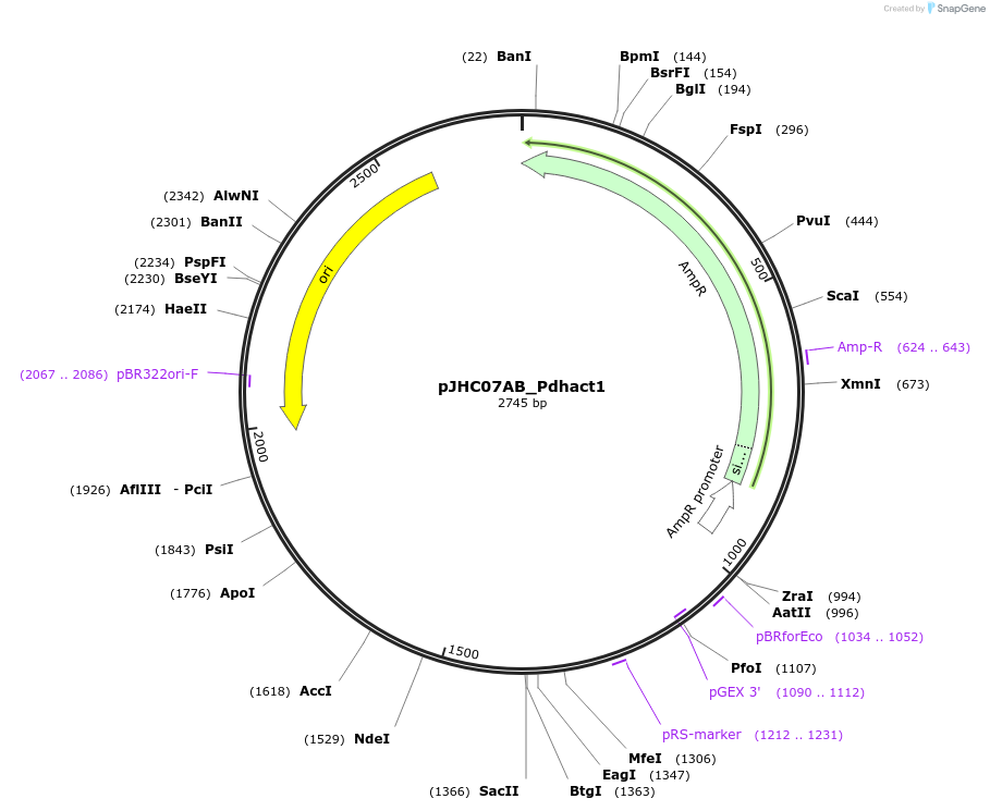 257360-plasmid-map-sequence-id-515052
