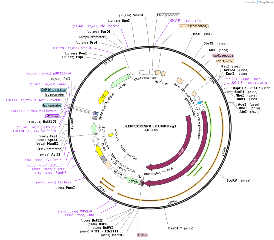 258050-plasmid-map-sequence-id-515055