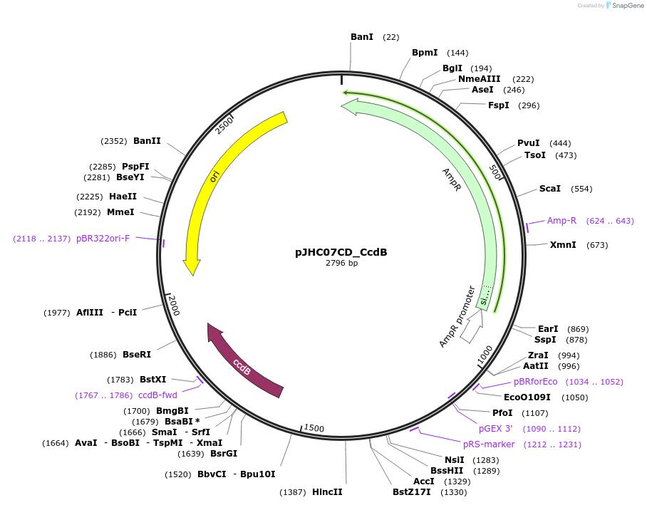 257403-plasmid-map-sequence-id-515056