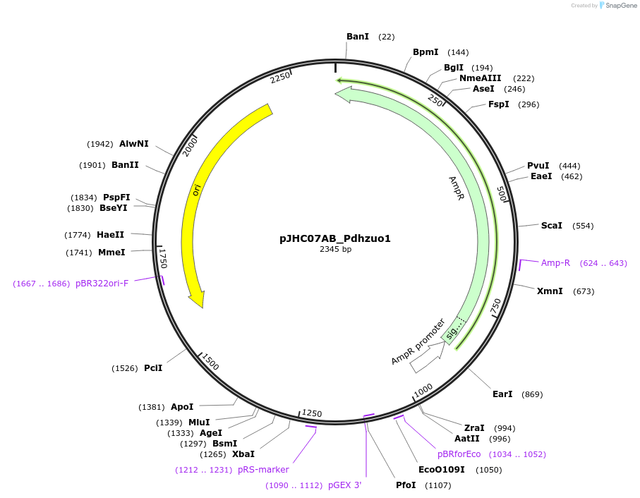 257361-plasmid-map-sequence-id-515057