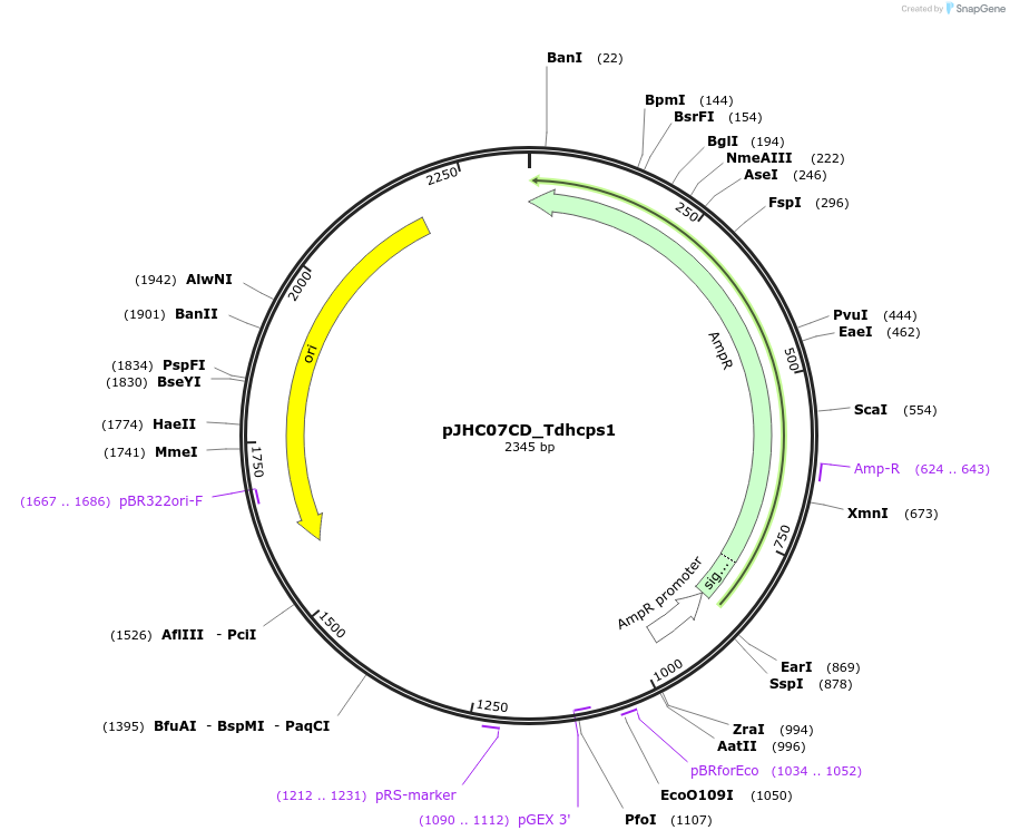 257394-plasmid-map-sequence-id-515058