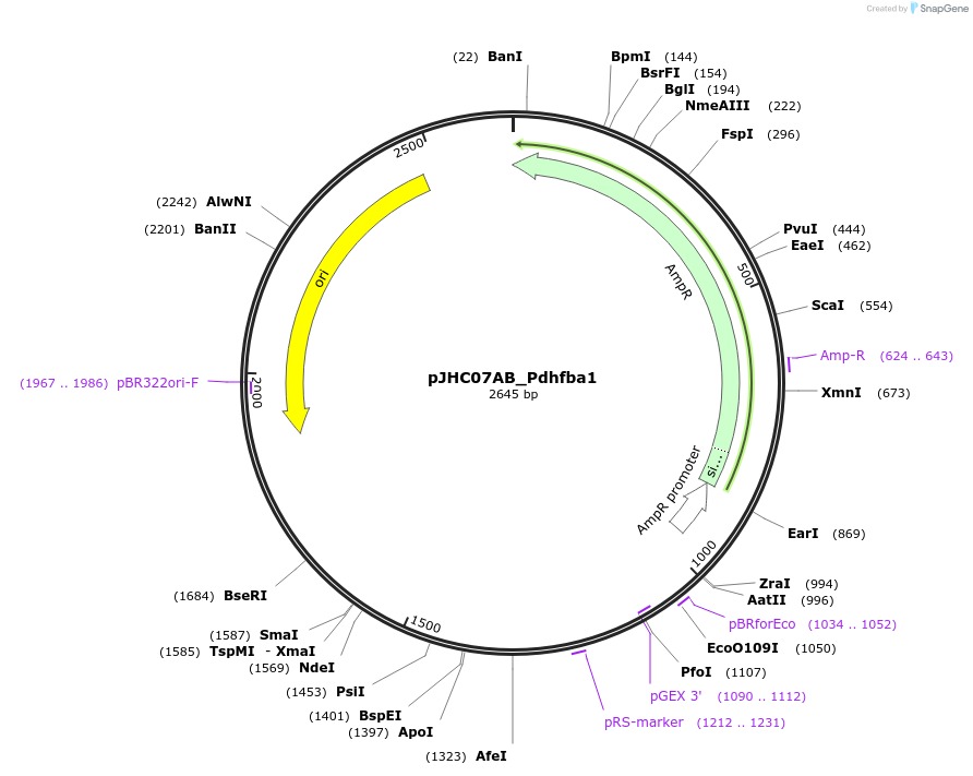 257366-plasmid-map-sequence-id-515059