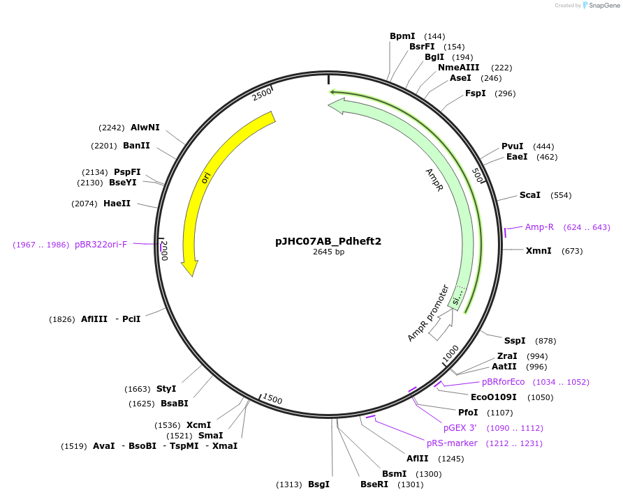 257365-plasmid-map-sequence-id-515060