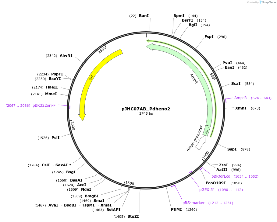 257371-plasmid-map-sequence-id-515061