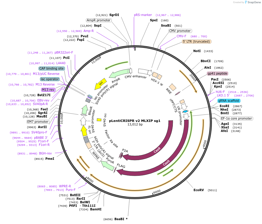 258108-plasmid-map-sequence-id-515062