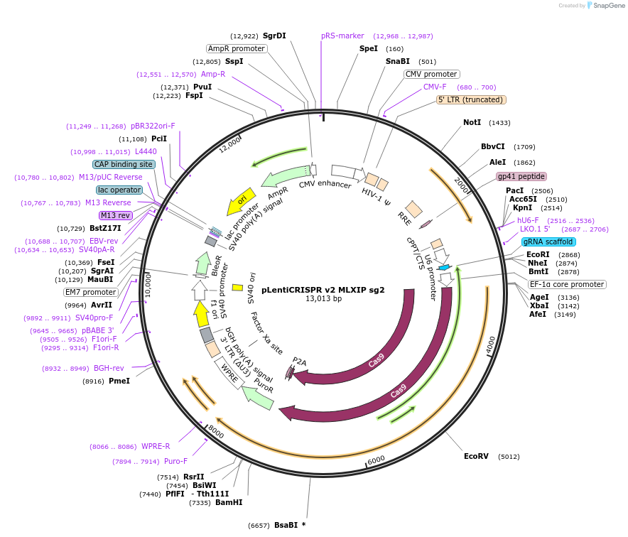 258109-plasmid-map-sequence-id-515063