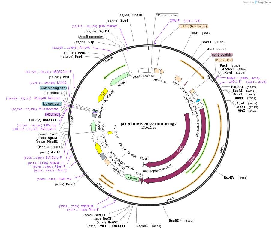 258046-plasmid-map-sequence-id-515066