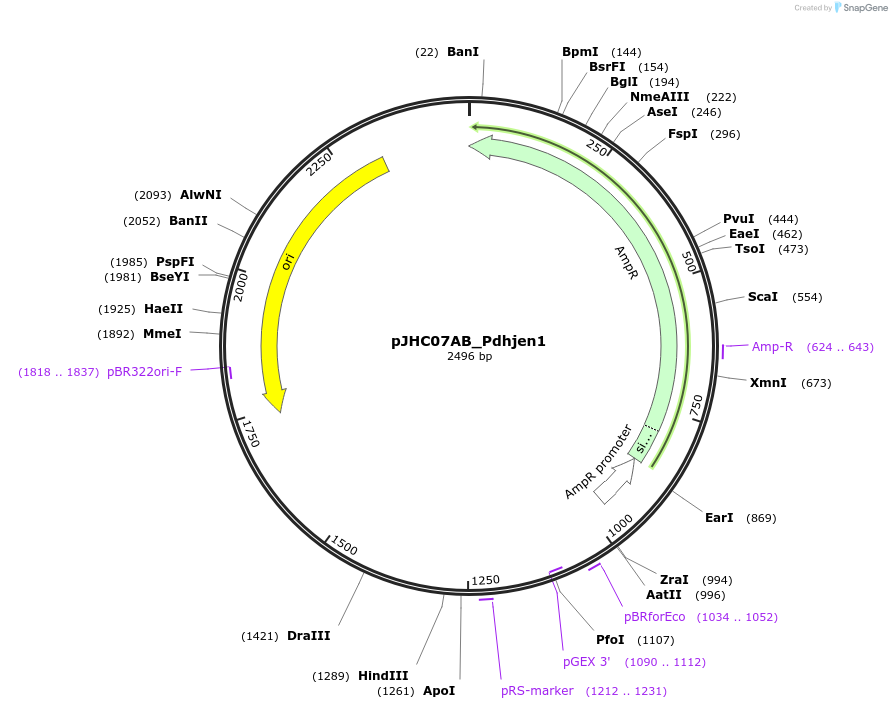 257352-plasmid-map-sequence-id-515067