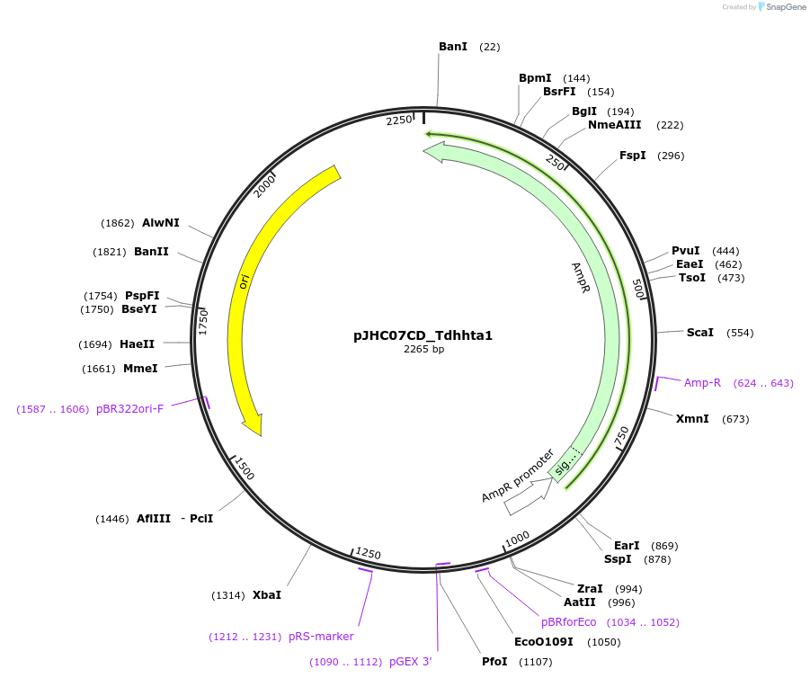 257395-plasmid-map-sequence-id-515068