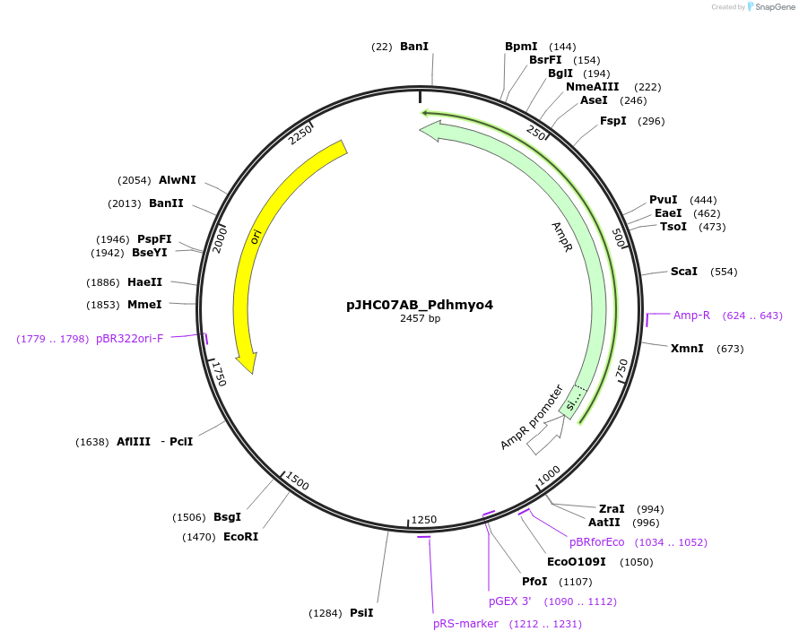 257350-plasmid-map-sequence-id-515069